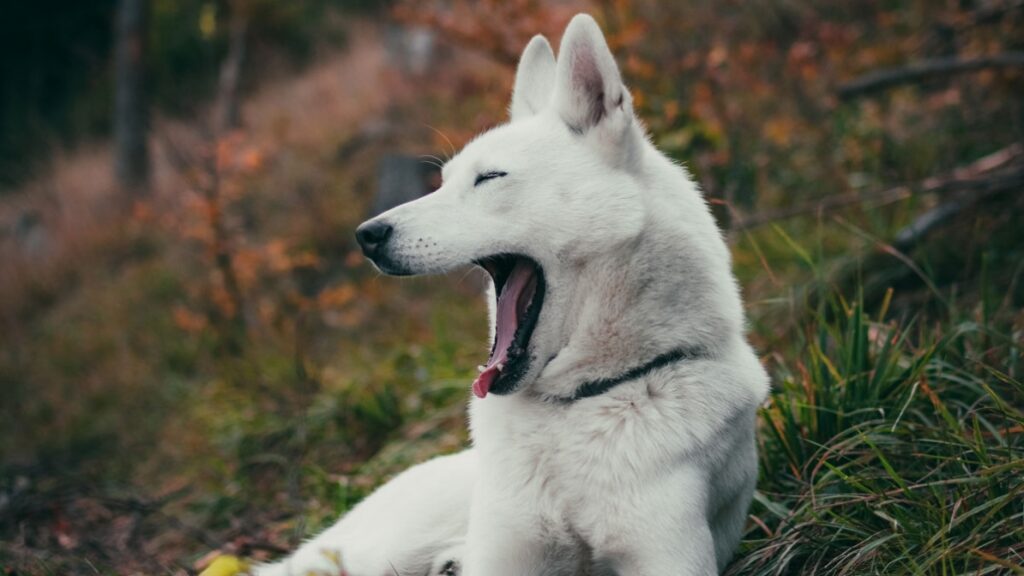 Gähnen als Entspannungstechnik